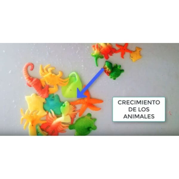 Animali che crescono con l'acqua. Confezione da 10