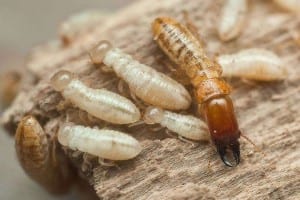 Acide borique pour les termites 