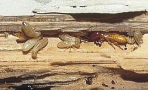 Acide borique pour les termites 