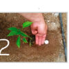 mycorrhizae visual use