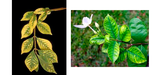 la carence en fer chez les plantes