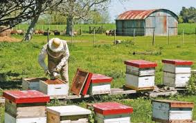 L'acide oxalique en apiculture 